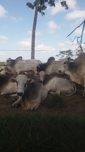 Melhores Hotéis Baratos Perto de Benevides, Pará 2025